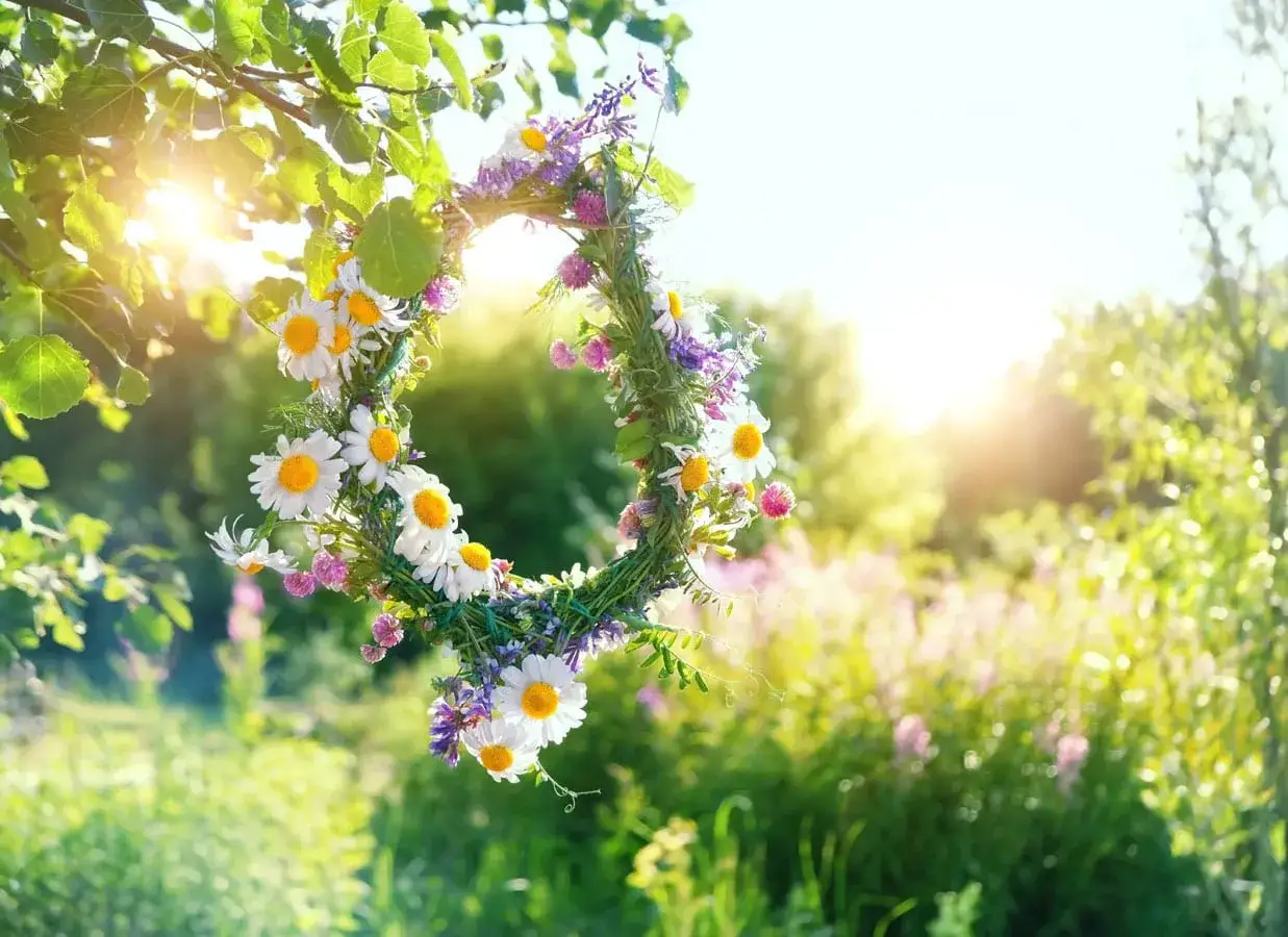 En midsommarkrans av pr&auml;stkragar och bl&aring;klint h&auml;nger i en bj&ouml;rkgren. Solen skiner genom l&ouml;vverket och skapar en magisk st&auml;mning f&ouml;r midsommer i Sverige.